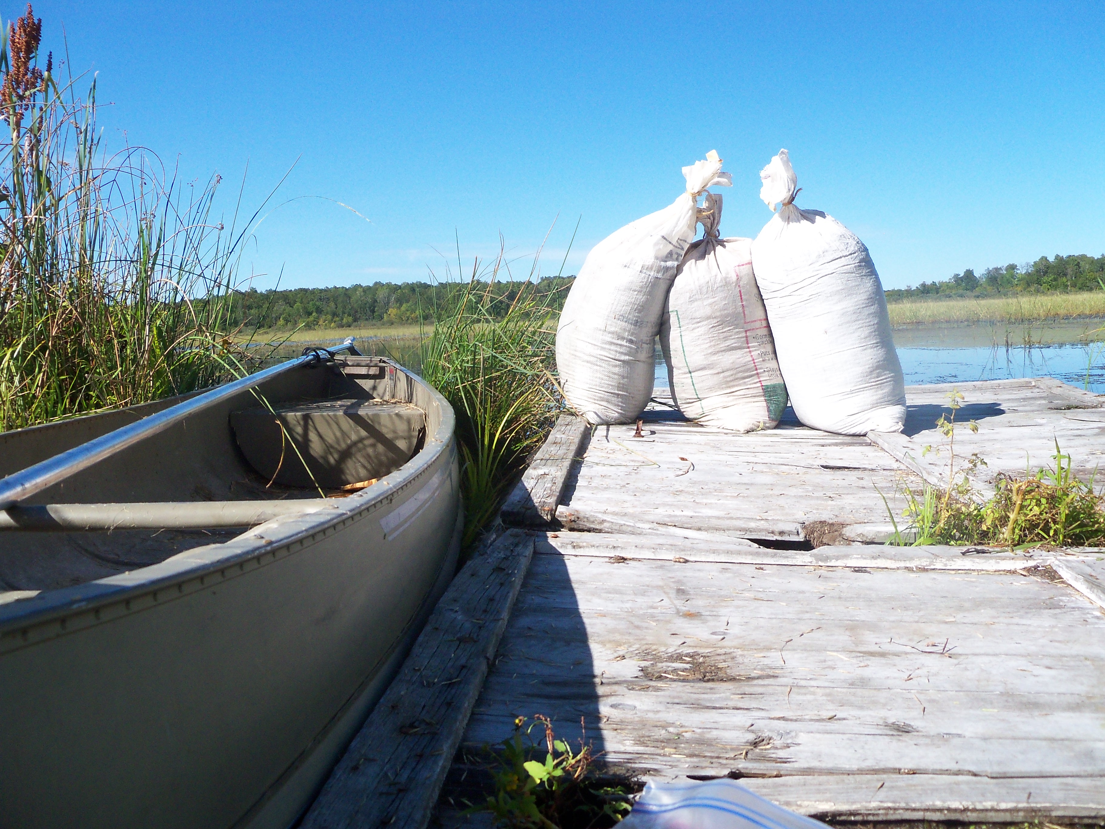 A canoe and wild rice seeds on a lakeshore dock.